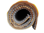 Pianka akustyczna fala samoprzylepna 20mm - obrazek 2
